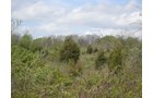 Property photo 1 - Land Auction - 113.11 Acres, Potential Building Site, Wildlife & Recreation, Development Potential